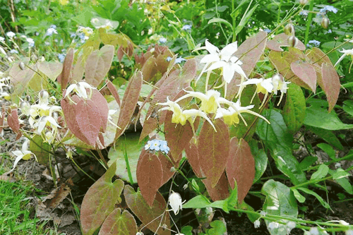 tăng cường sinh lý nam